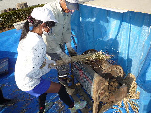 足踏み式脱穀機 で脱穀しました 深谷市立川本北小学校