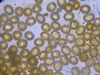 深谷市立川本北小学校